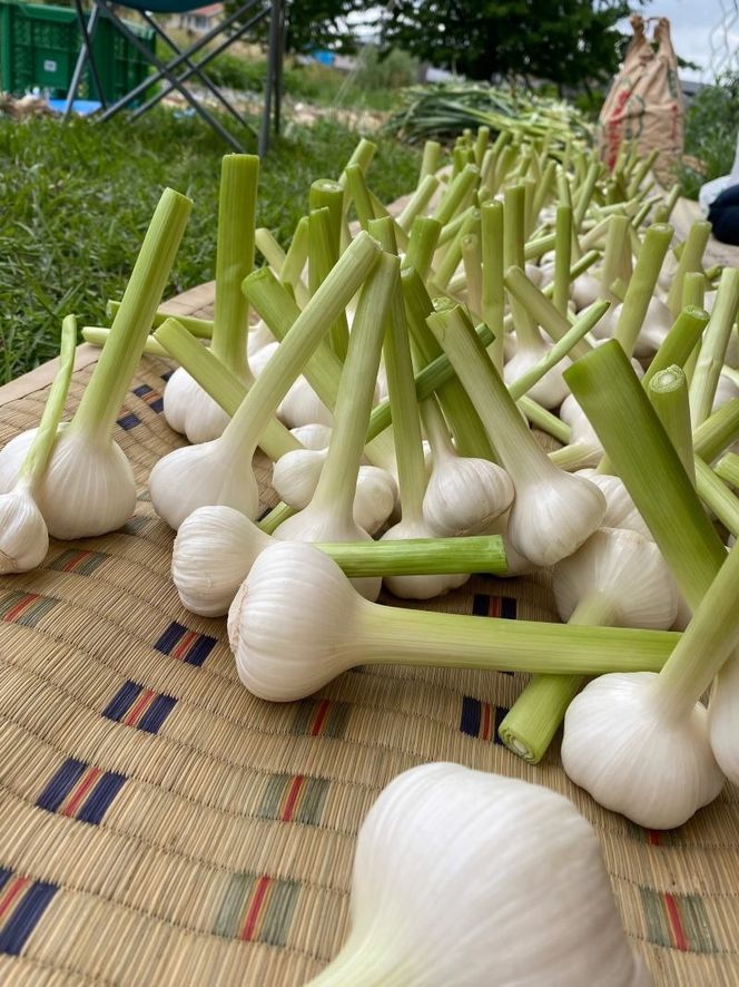 ネオコスモ農園で採れた小牧の野菜詰め合わせ［124N01］