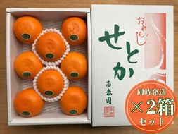 ［2箱セット］ハーフ 化粧箱 柑橘の大トロ ハウス せとか 厳選 8玉入 × 2箱 南泰園 BS161
