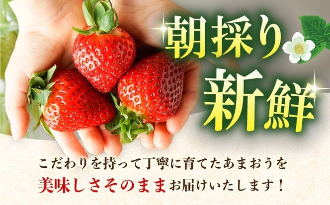 【先行予約】【全3回定期便】農家直送 朝どり新鮮いちご【博多あまおう】約270×2パック【2027年2月以降順次発送】《築上町》【株式会社H&Futures】[ABDG008]