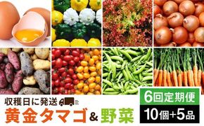 【全6回定期便】糸島の朝産み黄金タマゴ10個 朝どれ新鮮野菜5品 セット【福岡県糸島産】 糸島市 / オーガニックナガミツファーム 玉子 やさい [AGE048]