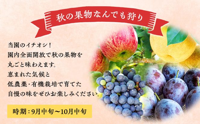 妹尾観光農園 フルーツ狩りチケット3000円 割引 チケット クーポン 利用券 フルーツ 旅行 体験 農園 北海道 仁木町 [フルーツショップ妹尾観光農園]