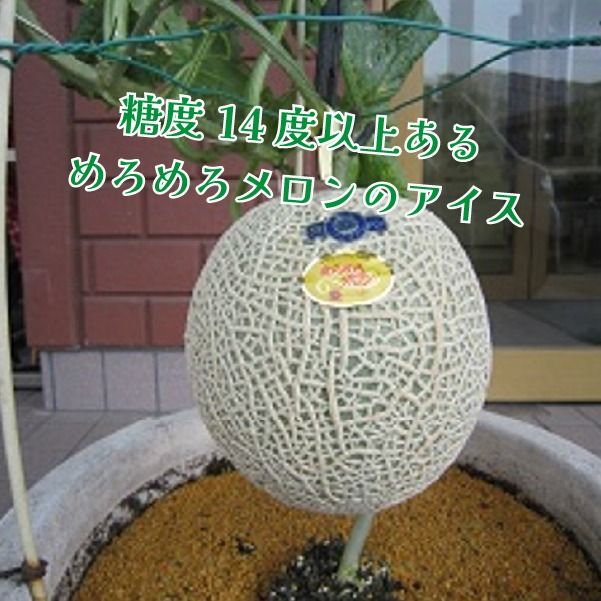 めろめろメロンと宮崎マンゴーアイスセット（アイス シャーベット 宮崎マンゴー マンゴー メロン スイーツ）