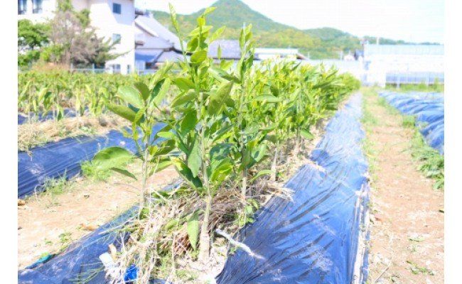 【2027年先行予約】八朔(はっさく)　苗木 2年生 2本 _ZE6144