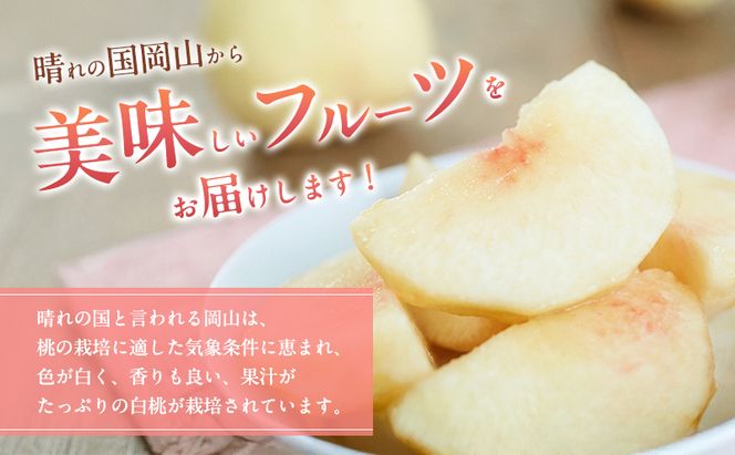 桃 2026年 先行予約 岡山 白桃（晩生種）ご家庭用 約2kg 6～9玉入り もも モモ 岡山県産 国産 フルーツ 果物 直送！せとうちバスケット 