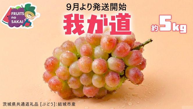 我が道 5kg （8～12房）【2026年9月より発送開始】（茨城県共通返礼品 [ぶどう]：結城市産） 葡萄 赤ぶどう 旬 お取り寄せ フルーツ 希少品種 新品種 デザート