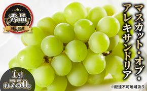 ぶどう 2026年 先行予約 マスカット・オブ・アレキサンドリア 秀品 1房約750g 化粧箱入り ブドウ 葡萄  岡山県産 国産 フルーツ 果物 ギフト 
