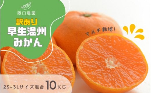 【先行予約】2S~3L サイズ混合 10kg 阪口農園の 訳あり 早生温州みかん (マルチ栽培) 【2026年12月中旬から順次発送】 / みかん 蜜柑 先行予約 数量限定 ミカン【msa005A】