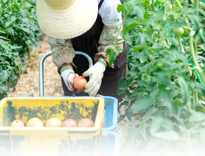 曽爾村特産高原トマト約2kg　令和8年度産※電話での調整後順次発送（北海道・沖縄県への送付不可）