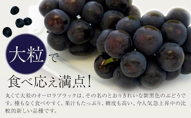【2027年先行予約】岡山県産 ご家庭用 オーロラブラック 2～3房 約1.2kg 《2027年9月上旬-9月下旬頃出荷》 岡山県 笠岡市 巨峰 ぶどう 葡萄 果物 フルーツ【配送不可地域：離島】---H-105---