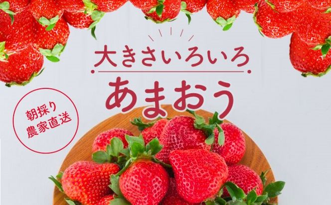 訳あり いちご 2027年2月下旬より発送 あまおう サイズ色々 6パック 約1.71kg 配送不可 離島 果物 フルーツ 福岡県産あまおう 