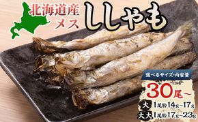 北海道産ししゃもメス大30尾 北海道 稀少 魚シシャモ メス おつまみ 魚貝類 干物 本物 人気 希少 塩 味付け 脂のり 旨み 美味しい 大きい 