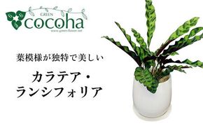 葉模様が独特で美しい 『カラテア・ランシフォリア (インシグニス)』 糸島市 / cocoha 観葉植物 グリーン 緑 インテリア [AWB037] 観葉植物 植物 カラテア インシグニス グリーン 緑 インテリア 鉢 リラックス