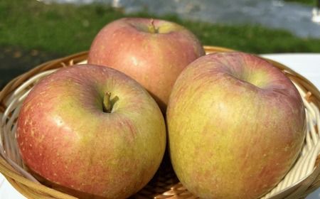 【先行予約】 【訳あり】サンふじ 約5kg(11〜20玉）（2025年12月中旬から発送） (7-A39-2) 長野県 飯山市 おすすめ ランキング おいしい 高評価 大人気