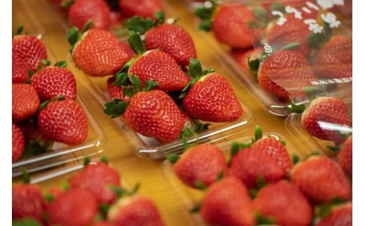 いちご 苺 イチゴ 紅ほっぺ さがほのか 高知県産 【先行予約】 いちご 紅ほっぺ さがほのか 約 1kg ( 約 250g × 4パック ) 【2026年12月～発送予定】 果物 フルーツ イチゴ 苺 小分け パック 期間限定 季節限定 数量限定 旬 高知県産 高知県安芸市 大粒 新鮮 海洋深層水 農家直送 贈答用 ギフト プレゼント 人気 通販 お取り寄せ 特産品 安芸市 高知県
