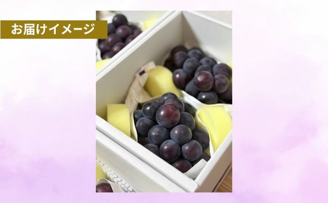 オーロラブラック 岡山県産 約1kg(2房) 果物 フルーツ ぶどう ブドウ 葡萄 国産 岡山