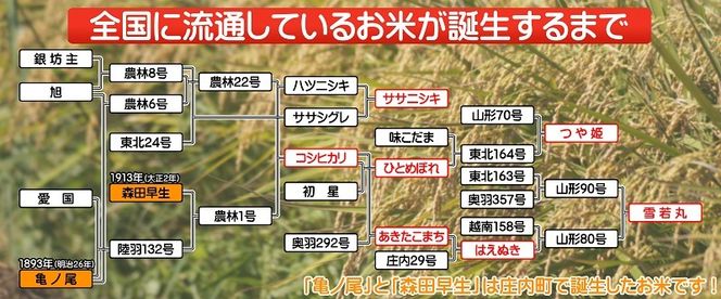 山形のブランド米！食べ比べ 6kgセット 無洗米 2kg×3袋【1080-013A】