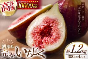 【期間限定発送】 いちじく 生 完熟 約1.2kg (300g×4パック) [モアショップヤマモト 石川県 宝達志水町 38600615] 果物 くだもの フルーツ イチジク 無花果 期間限定 朝採れ