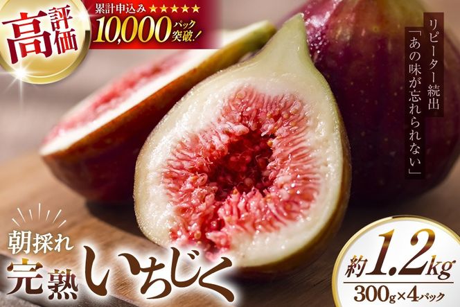 【期間限定発送】 いちじく 生 完熟 約1.2kg (300g×4パック) [モアショップヤマモト 石川県 宝達志水町 38600615] 果物 くだもの フルーツ イチジク 無花果 期間限定 朝採れ