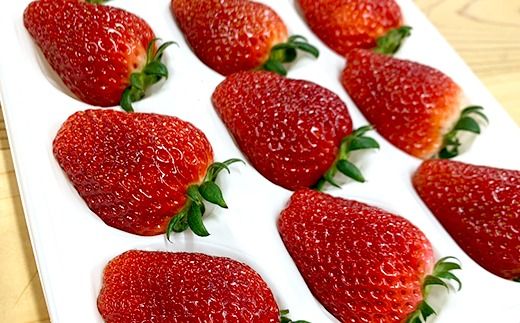 【1月中旬～4月上旬発送】いばらキッス・やよいひめ 2品種食べ比べ いちご 朝摘み 完熟 大粒 ギフト化粧箱 (15粒or12粒)×2箱 茨城県常総市産 | 苺 イチゴ ※2026年1月中旬～4月上旬頃に順次発送予定