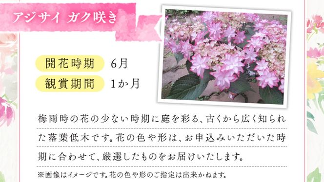 ≪先行予約≫アジサイ ガク咲き 【 おまかせ 1点 】【2026年4月上旬頃より発送開始】 植物 花 インテリア フラワー 紫陽花 お花 園芸 初夏 梅雨 ガーデニング [BG005us]