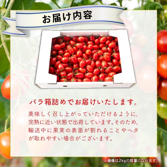 【先行予約】ハッピートマト 選べる 1～3kg とまと 1kg 2kg 3kg トマト 新鮮 野菜 完熟 高糖度 先行受付 甘い ミニトマト プチ 旬 国産 おかず 惣菜 リコピン ビタミン 美容 美肌 生野菜 フルーツトマト プラム型 糖度9～12度 濃厚 酸味 サラダ パスタ スープ てんぷら 料理 ミネラル 常温配送 1月下旬 安芸市 高知県