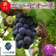 2026年 早期受付 ぶどう 訳あり ニューピオーネ 2kg以上(3～5房) 数量限定 岡山県 高梁市産