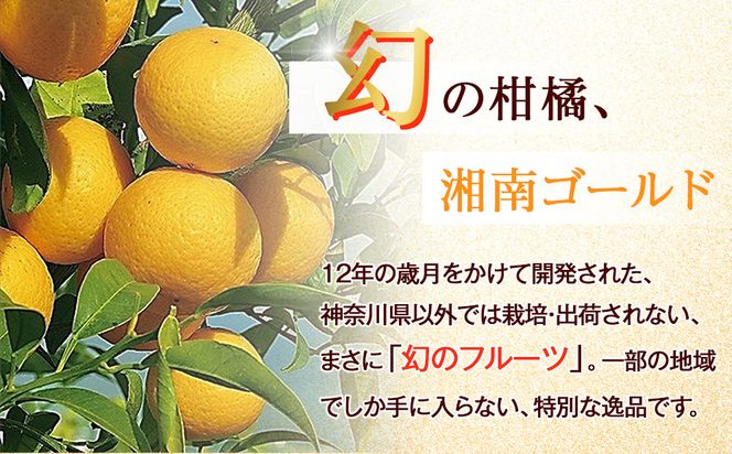 〈希少商品〉神奈川生まれの柑橘 「湘南ゴールド」( 露地栽培)＜出荷開始：２０２６年３月６日出荷開始～２０２６年３月３１日出荷終了＞【フルーツ オレンジ 果物 柑橘 贈答用 家庭用 自宅用  神奈川県小田原市】 142069_GP001