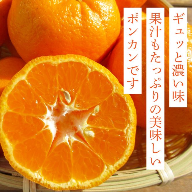 【CF-R7hbk】SKS027　訳あり “高知県産”ご家庭用ぽんかん（約5kg）〈須崎市共通返礼品〉みかん 農家直送 サイズ混合 有機質肥料100% ミカン 訳アリ ワケアリ 数量限定