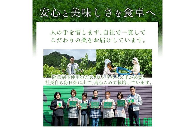 a626 国産！わくわく園純粋桑青汁いきいきセット(さつま桑青汁スティック合計157本)【わくわく園】桑の葉 青汁 桑 青汁 粉末青汁 有機栽培 有機JAS スティックタイプ 国産