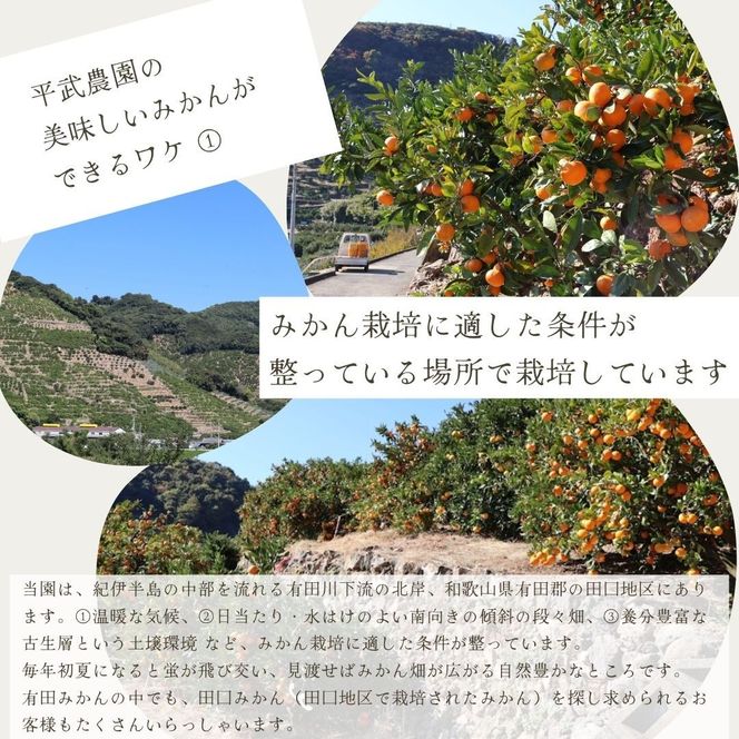 農家直送！有田みかん（5kg 3Sサイズ（超小玉）秀品）平武農園　～蛍飛ぶ町から旬の便り～  BX38