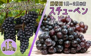 1～2月 津軽ぶどう村 特秀 スチューベン ぶどう 約 1.5kg 糖度18度以上【 青森ぶどう 青森県鶴田町産 1月 2月 果物 フルーツ 高糖度 ギフト 贈答用 ポリフェノール 】 