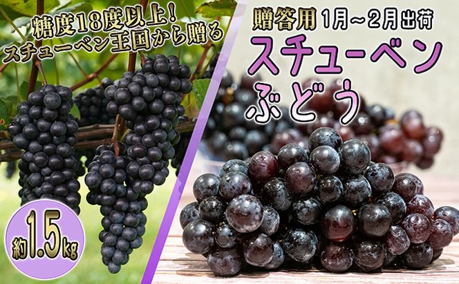 1～2月 津軽ぶどう村 特秀 スチューベン ぶどう 約 1.5kg 糖度18度以上【 青森ぶどう 青森県鶴田町産 1月 2月 果物 フルーツ 高糖度 ギフト 贈答用 ポリフェノール 】 