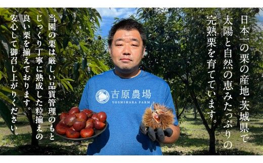 栗きんとん 「 栗の深雫 」 ラム 2箱 ～くりのしずく～ 12個 完熟 栗 くり クリ 和菓子 おかし お菓子 贈り物 ギフト 果物 フルーツ 秋 冬 [CX028ci]