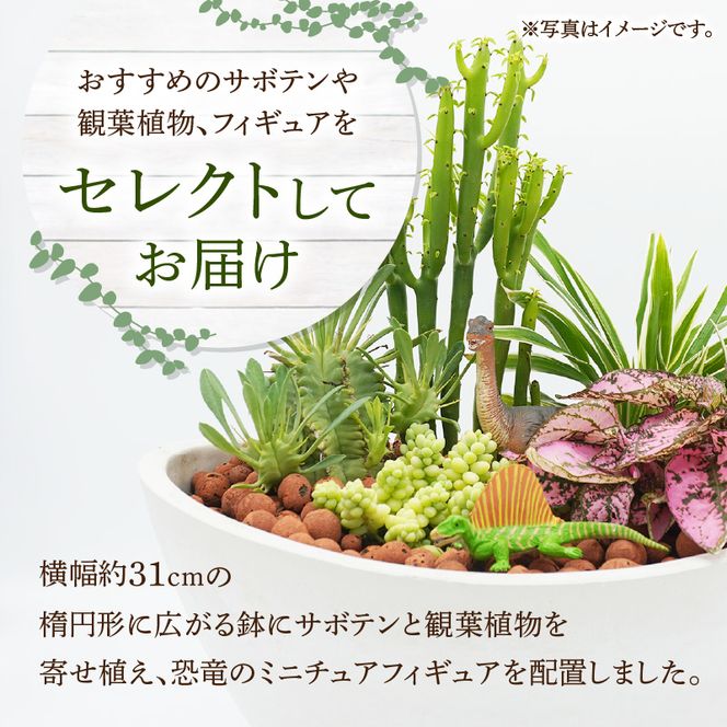 サボテンと観葉植物のオリジナル寄せ植え【恐竜セット】［133O05］