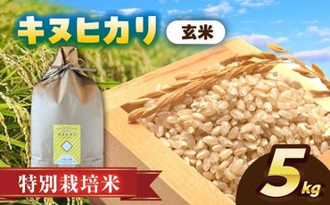 ＼11月〜選べる配送月/特別栽培米 キヌヒカリ 玄米 5kg お米 ご飯 愛西市/株式会社戸倉トラクター[AECS046]