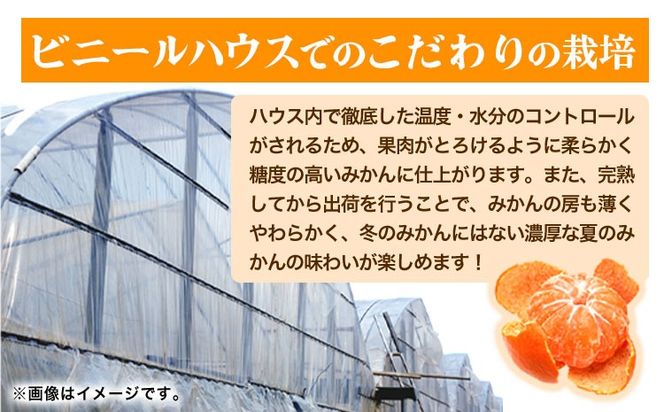 【先行予約】赤秀品 紀州和歌山 ハウス みかん 約2.5kg 株式会社魚鶴商店《2026年6月下旬頃～7月下旬頃出荷》和歌山県 日高川町 みかん ミカン 蜜柑 フルーツ 柑橘---wshg_uot145_6g7g_25_20000_2500g---