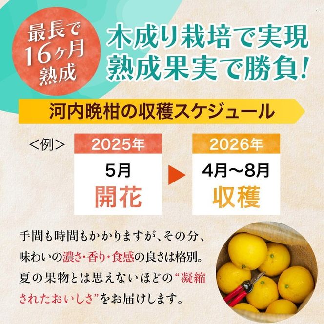 愛南産の河内晩柑10kg(約22～32個) ＜ 柑橘 希少 果物 国産 フルーツ みかん 蜜柑  和製 グレープフルーツ ブランド 愛媛 果実 ビタミン ＞  ※北海道・沖縄・離島への配送不可 ※2026年4月上旬～8月上旬頃に順次発送予定