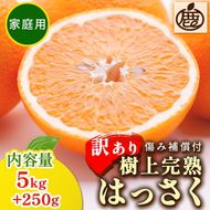 ＜4月より発送＞家庭用 樹上完熟はっさく5kg+250g（傷み補償分）【有田の春みかん・五月八朔・さつきはっさく・木生りはっさく・きなりはっさく】【光センサー選別】訳あり・わけあり