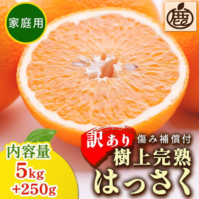 ＜4月より発送＞家庭用 樹上完熟はっさく5kg+250g（傷み補償分）【有田の春みかん・五月八朔・さつきはっさく・木生りはっさく・きなりはっさく】【光センサー選別】訳あり・わけあり