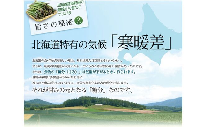 【2027年春発送】富良野産 訳あり グリーンアスパラ【1kg】65本前後 サイズ混合 野菜 アスパラガス 大容量