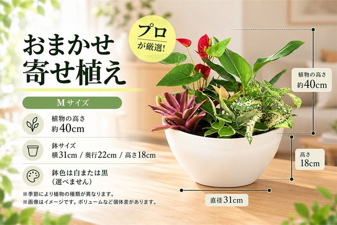 オリジナルアレンジ観葉植物　Mサイズ【寄せ植え インテリア リビング 室内 グリーン 植物 癒し リフレッシュ】 (H086110)