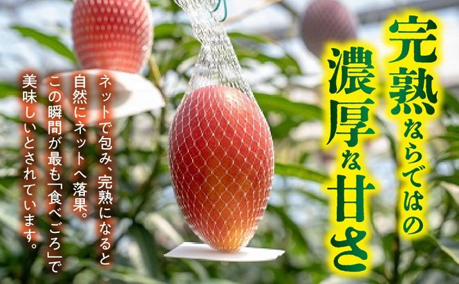 【2027年発送】【数量限定】宮崎県産 完熟マンゴー B等級 3Lサイズ×2玉（約900g）_kn056-017