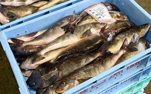 知床羅臼産 特々大開きほっけ(2枚) 生産者 支援 応援 016942_AL022