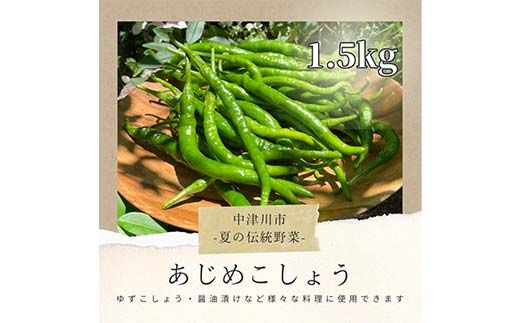 【飛騨・美濃伝統野菜】【数量限定】2026年予約販売 爽やかな辛味 青唐辛子 あじめこしょう 中津川産 1.5kg F4N-2568