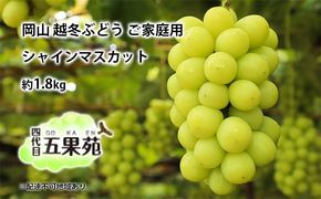 越冬 ぶどう ご家庭用 シャインマスカット 約1.8kg 岡山県産 四代目 五果苑