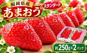 いちご 2027年2月より発送 うるう農園のあまおう スタンダード2パック 約500g 果物 フルーツ デザート 食後 特別栽培 福岡県産 国産 日本産 ※配送不可：離島