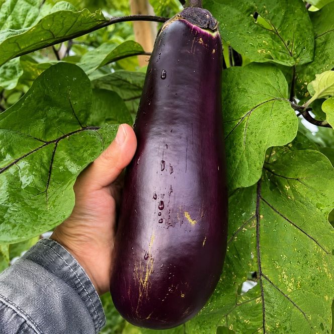 【 伝統野菜 ぼたなす 秀品 1.5㎏ 】 なす ナス ボタナス 焼きナス ナスレシピ 野菜 とろける食感 クリーミー 人気 お取り寄せ 野菜セット 甘い 産地直送 新鮮 野菜 希少 吉良川町 日南 大平 集落活動センター ひなたぼっこ 高知県 室戸市