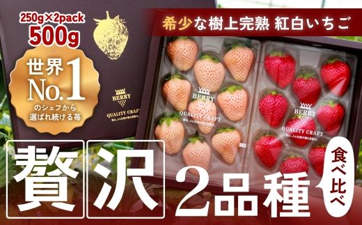 【完熟クラフト苺BERRY】有名シェフ御用達【紅白いちご】樹上完熟よつぼし・淡雪 約500g（出荷2026年12月上旬～2027年5月下旬）【yuji0002】