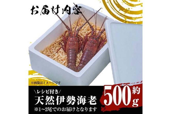 ＜ 数量限定 期間限定 ＞天然！門川町産活き伊勢海老(計500g・約1～2尾) エビ えび 刺身 魚介 海鮮 朝獲れ 国産 【O-13】【門川漁業協同組合】