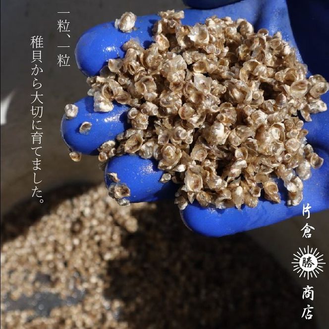 金華かき 女川オイスターファーム レギュラーサイズ 生食可 